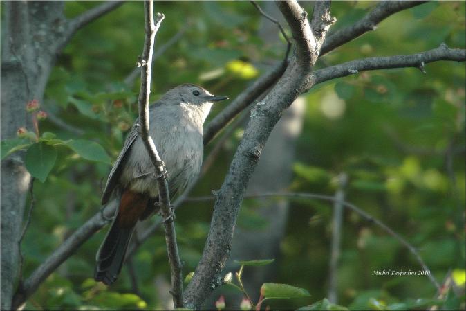 Photo (4): Gray Catbird