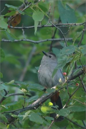 Photo (13): Gray Catbird