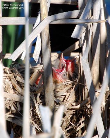 Photo (21): Red-winged Blackbird
