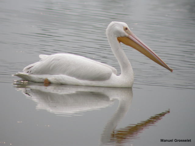 Photo (19): American White Pelican