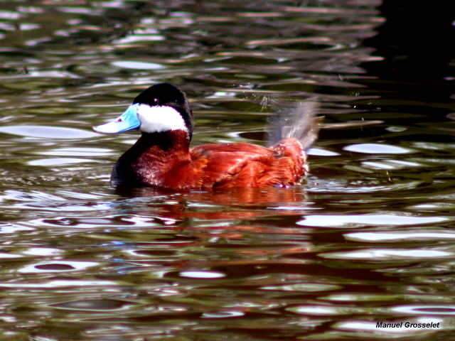 Photo (5): Ruddy Duck