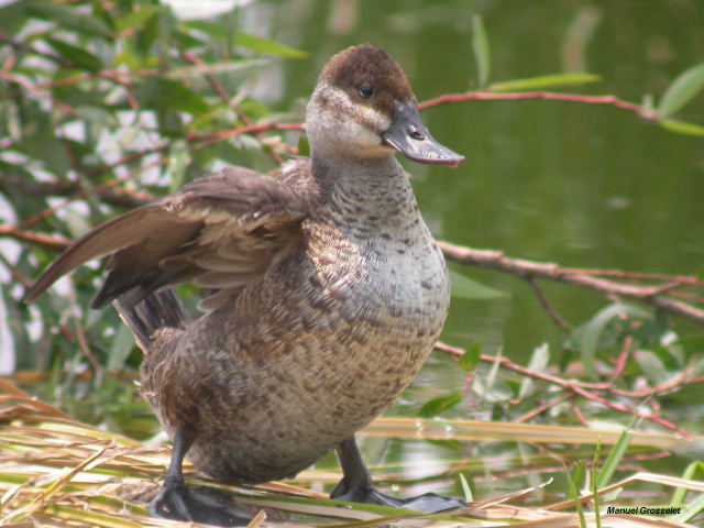 Photo (6): Ruddy Duck