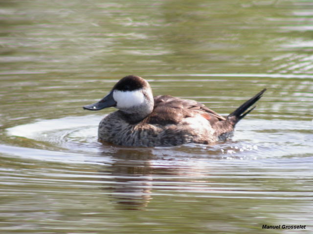 Photo (7): Ruddy Duck