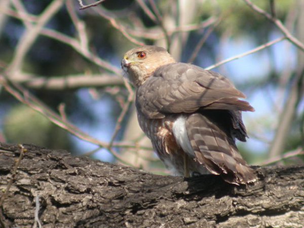 Photo (8): Cooper's Hawk