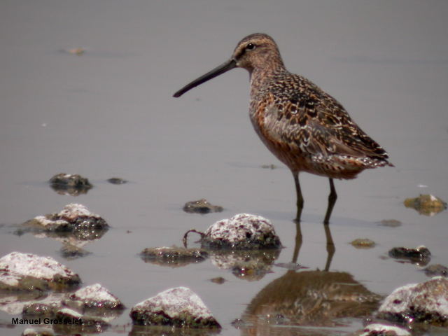 Photo (1): Long-billed Dowitcher