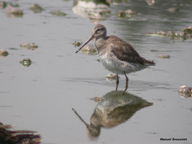 Photo (7): Long-billed Dowitcher