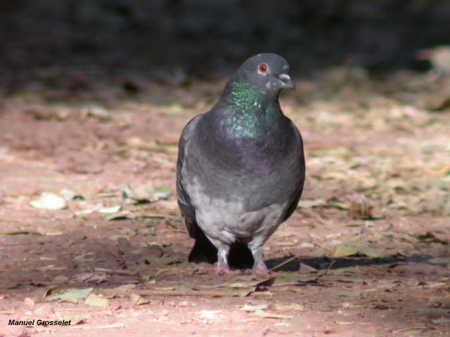 Photo (6): Rock Pigeon