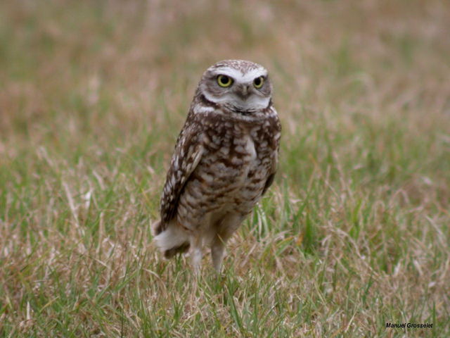 Photo (4): Burrowing Owl