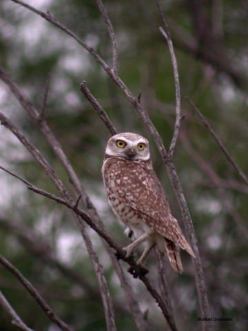 Photo (16): Burrowing Owl
