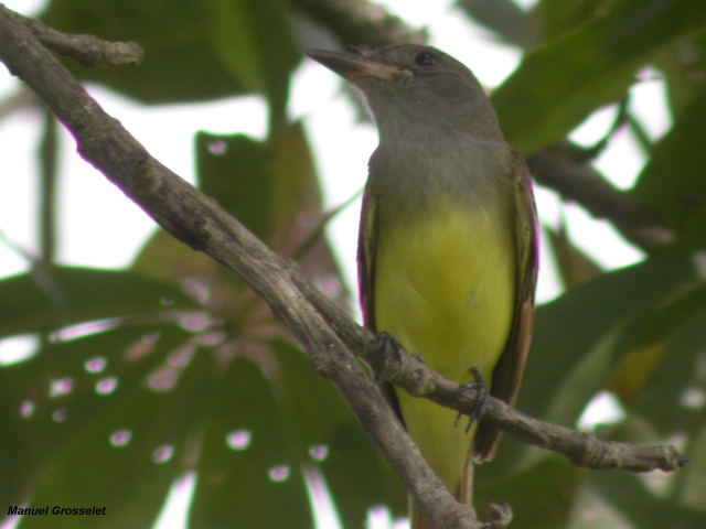 Photo (18): Great Crested Flycatcher