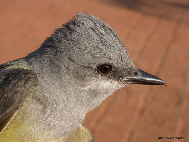 Photo (11): Western Kingbird