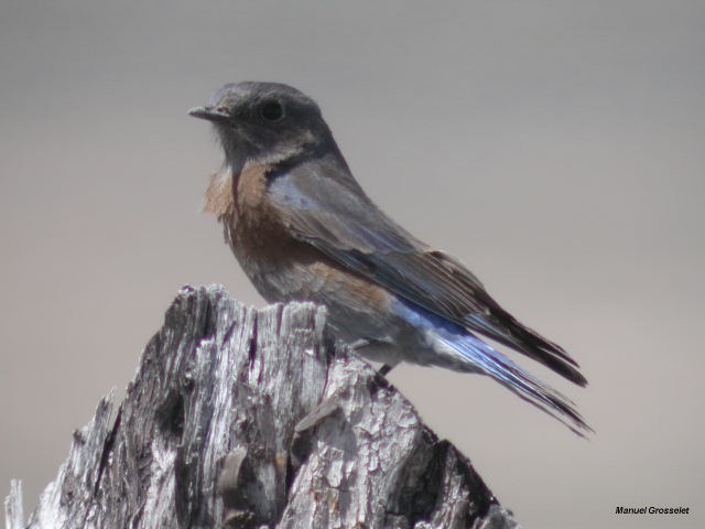 Photo (11): Western Bluebird