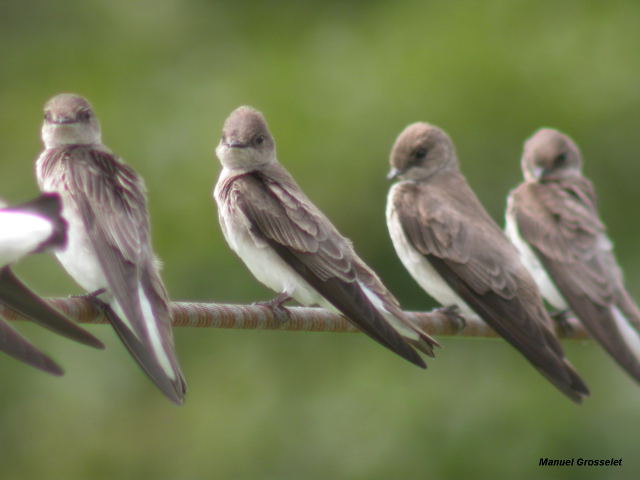 Photo (2): Northern Rough-winged Swallow