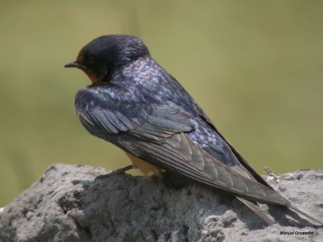 Photo (7): Barn Swallow