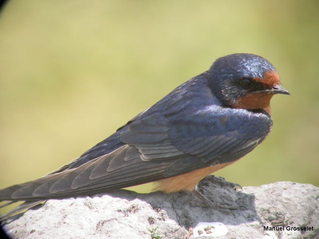 Photo (5): Barn Swallow