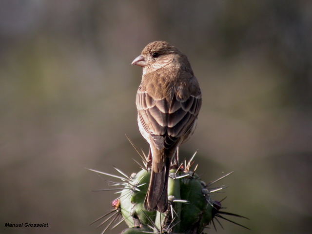 Photo (8): House Finch