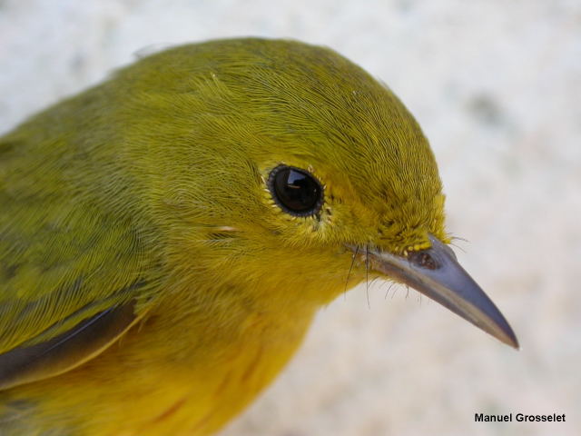 Photo (16): Yellow Warbler