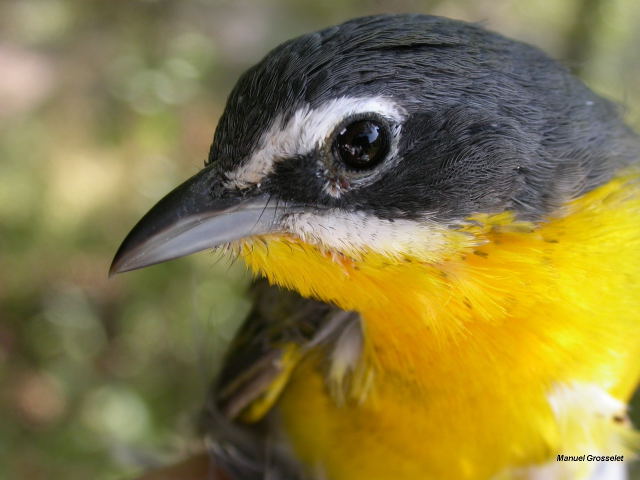 Photo (4): Yellow-breasted Chat