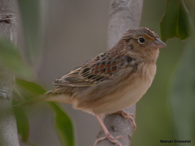 Photo (4): Grasshopper Sparrow