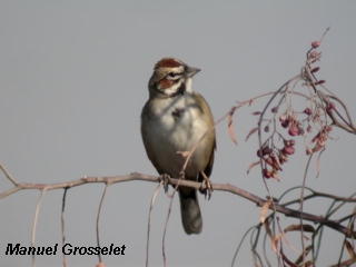 Photo (17): Lark Sparrow