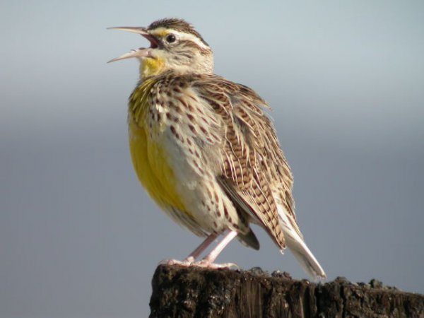 Photo (3): Eastern Meadowlark