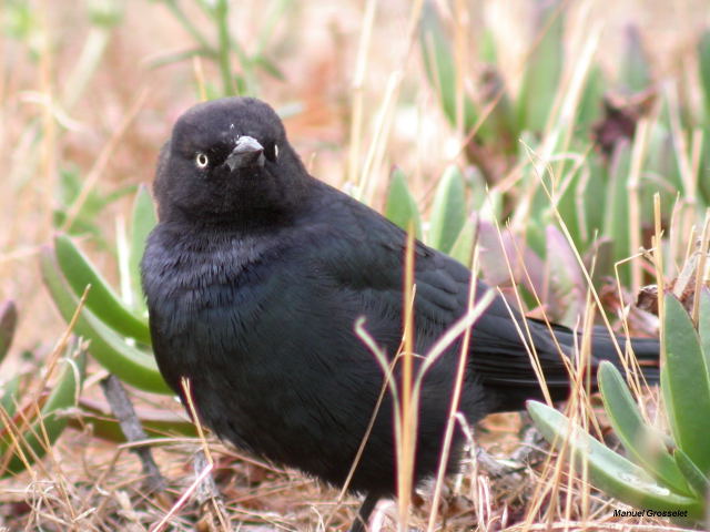 Photo (5): Brewer's Blackbird