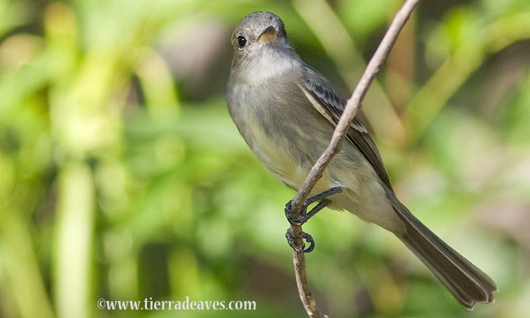 Photo (3): Gray Flycatcher