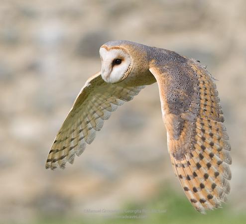 Photo (1): Barn Owl