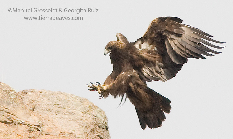 Photo (2): Golden Eagle