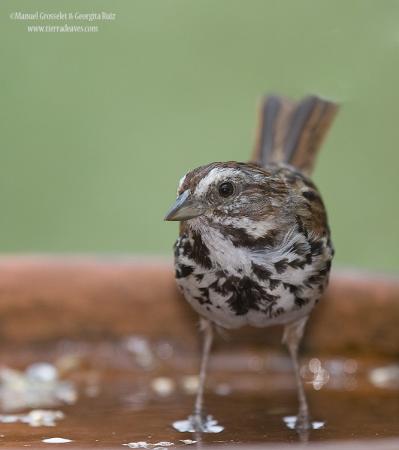 Photo (9): Song Sparrow