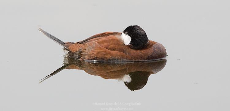Photo (10): Ruddy Duck