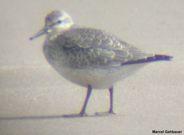 Photo (14): Red Knot