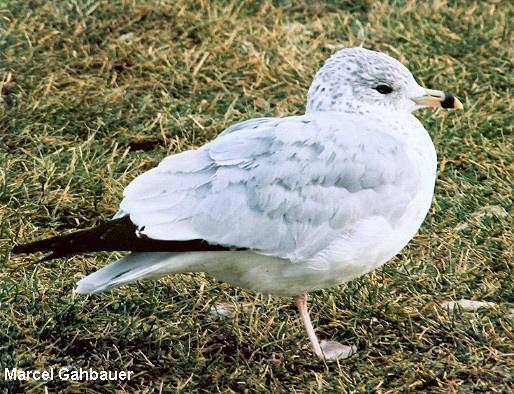 Photo (18): Ring-billed Gull