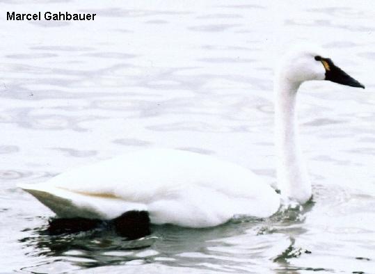 Photo (3): Tundra Swan