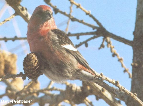 Photo (5): White-winged Crossbill