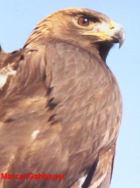 Photo (6): Golden Eagle