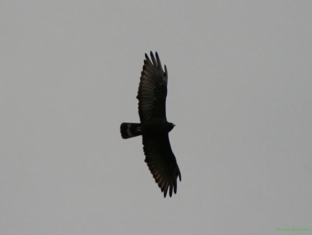 Photo (4): Zone-tailed Hawk