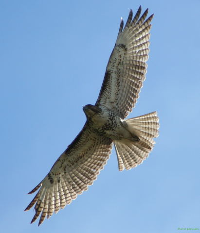 Photo (5): Red-tailed Hawk