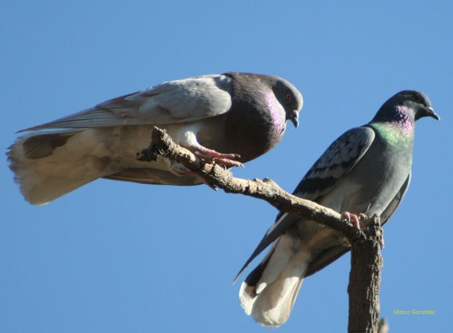 Photo (5): Rock Pigeon