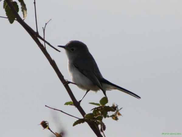 Photo (7): Blue-gray Gnatcatcher