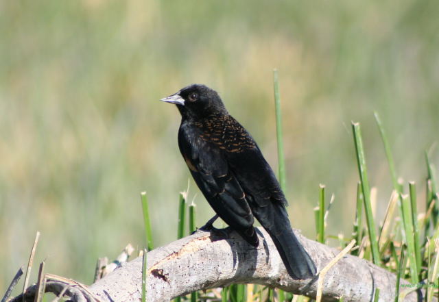 Photo (18): Red-winged Blackbird