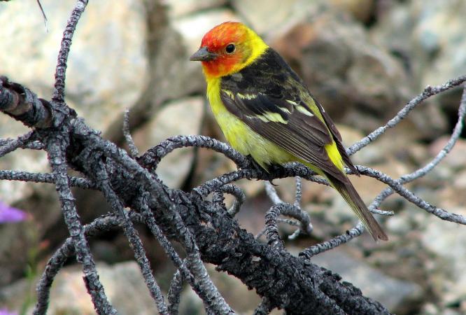 Photo (2): Western Tanager