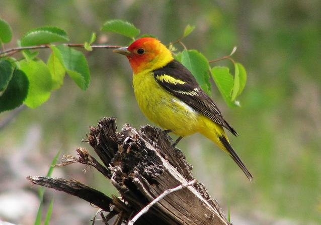 Photo (5): Western Tanager