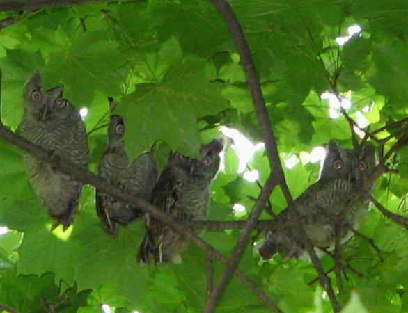 Photo (9): Eastern Screech-Owl