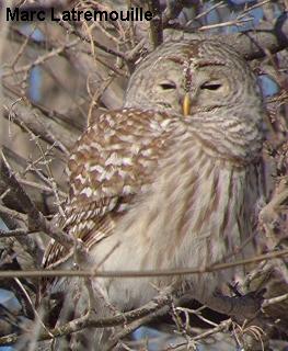 Photo (7): Barred Owl