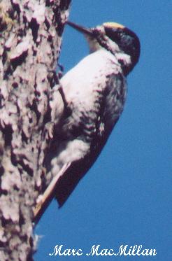 Photo (4): Black-backed Woodpecker