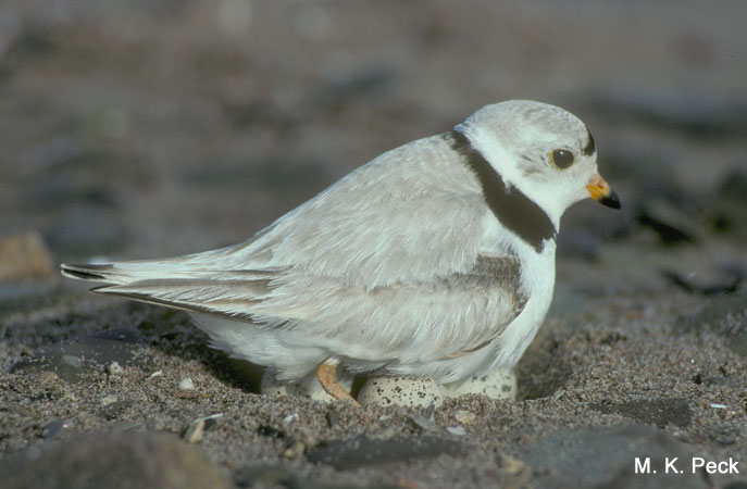 Photo (13): Piping Plover