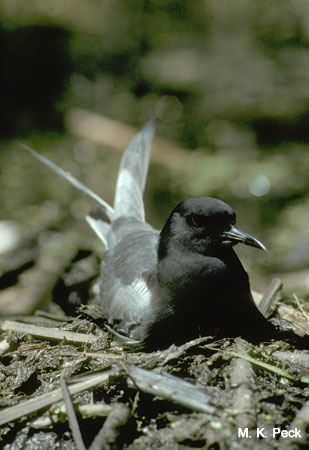Photo (17): Black Tern
