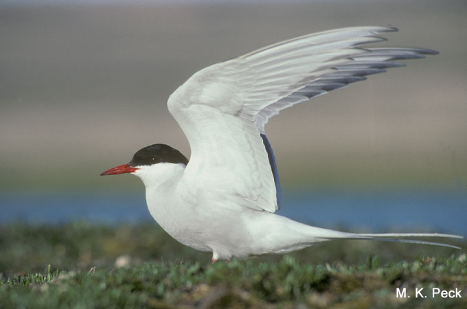 Photo (8): Arctic Tern