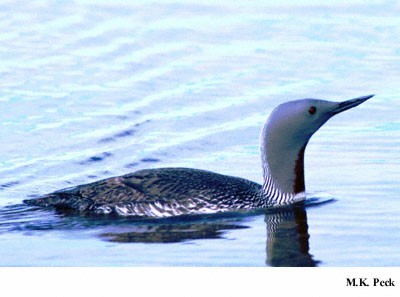 Photo (2): Red-throated Loon